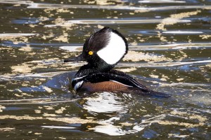 Hooded Merganser in Columbia County   Evans GA 0073